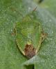 Palomena viridissima
